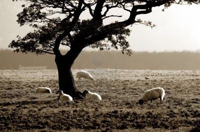 602449-sheep-sheltering-under-a-tree-on-a-misty-cold-uk-morning-with-sepia-toning