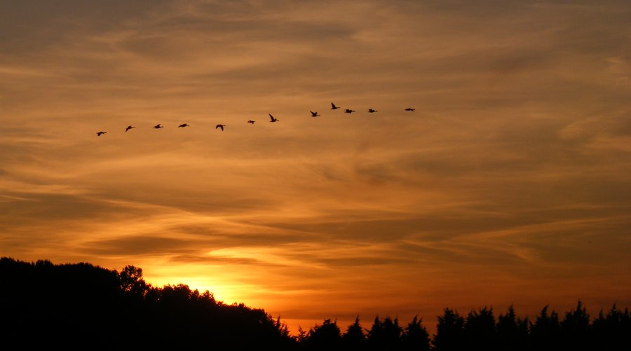 Wild_Geese_by_Nigel_Kell