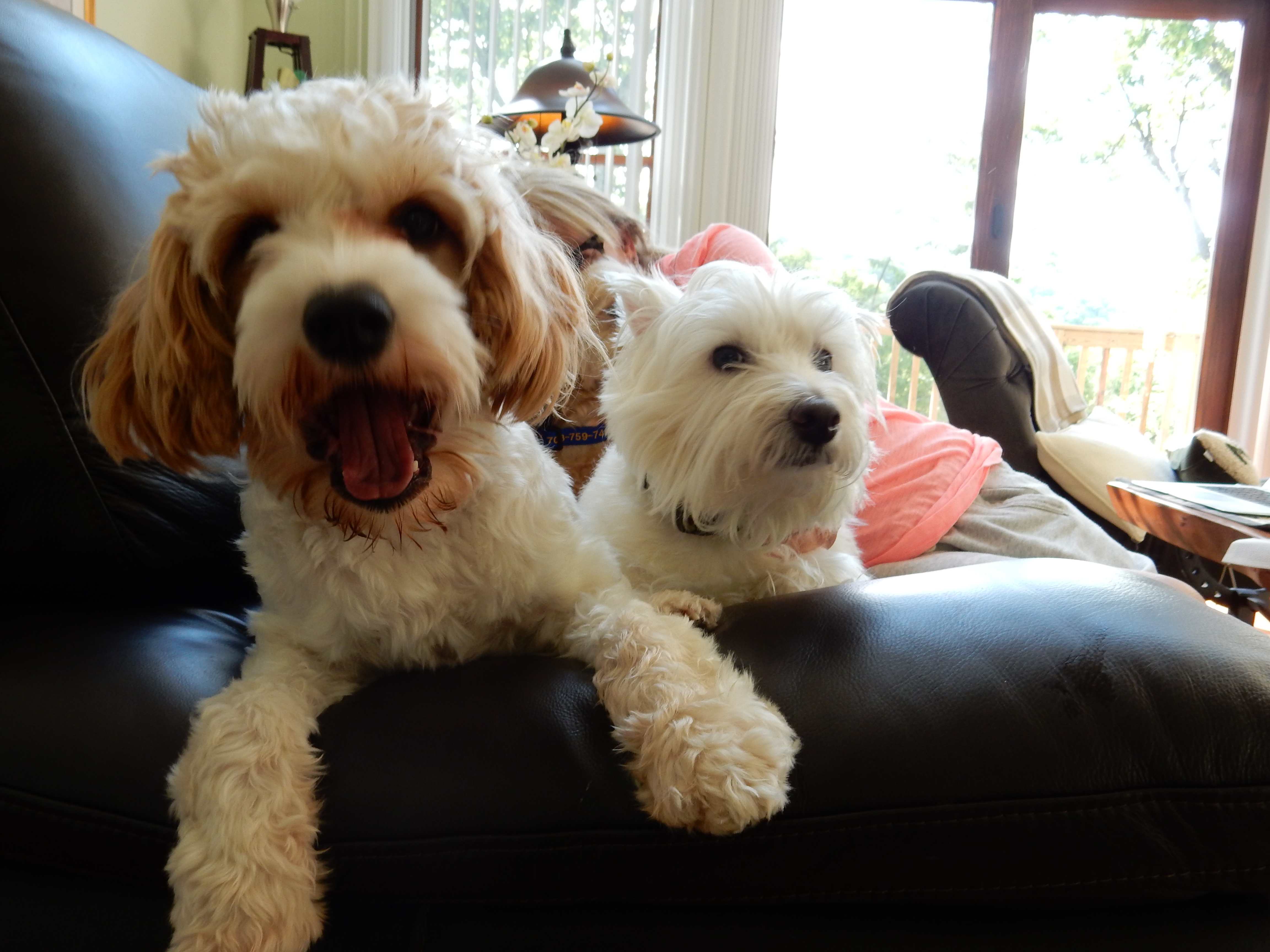 with one of our grand-dogs Henry...